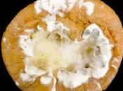 Champignons Tragiques