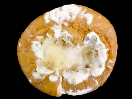 Champignons Tragiques