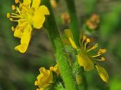 Aigremoine eupatoire (Agrimonia eupatoria)