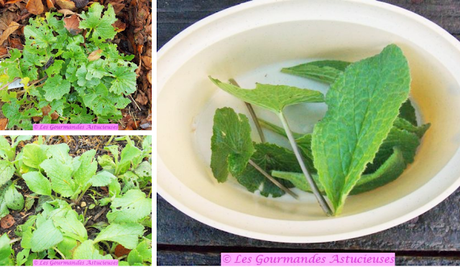 Ocas du Pérou en feuille de bananier (Vegan)