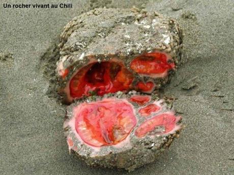 Divers - Etrange Nature - 1