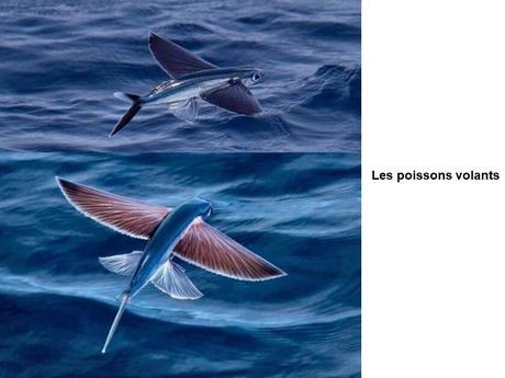 Divers - Etrange Nature - 1