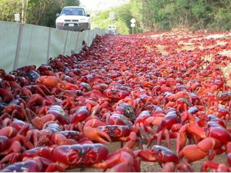 Divers - Etrange Nature - 1