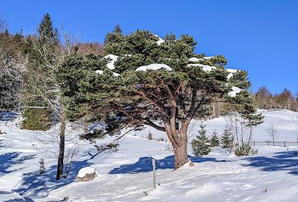 Mittenwald — 27 Fotos — 3. Advent Wanderung — Promenade hivernale — 27 photos