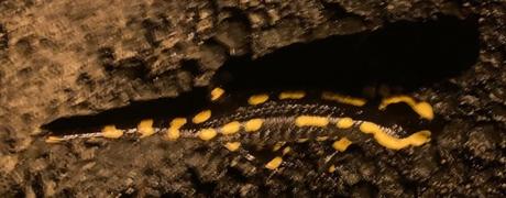 C’est f(l)ou comme une salamandre dans la rue en décembre