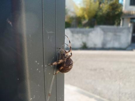 EPEIRE DIADEME araignée,insecte,epeire diadème,nature,fil,toile