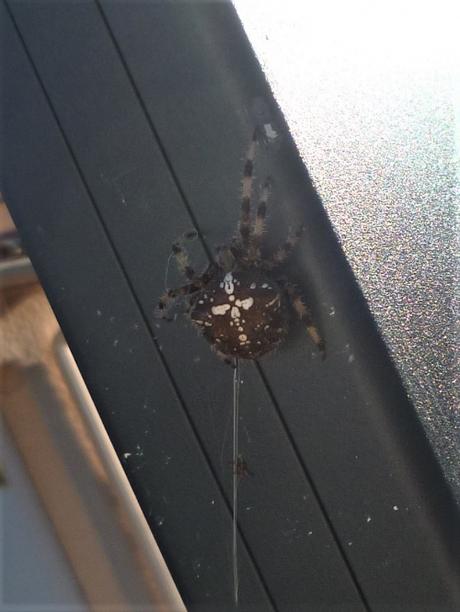 EPEIRE DIADEME araignée,insecte,epeire diadème,nature,fil,toile