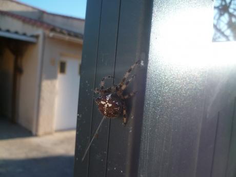 EPEIRE DIADEME araignée,insecte,epeire diadème,nature,fil,toile