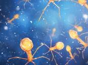 RÉSISTANCE BACTÉRIENNE Quand phages s’allient antibiotiques