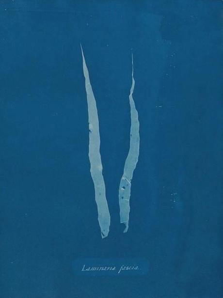 Cyanotype Anna Atkins, Cyanotype.