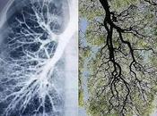 Respiration