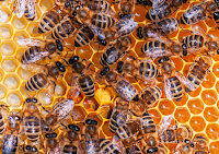 SANS DIVERSITÉ, PAS DE PERFORMANCE SANS DIVERSITÉ, PAS DE PERFORMANCE