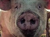 chercheurs font respirer porcs rectum pour faire avancer science