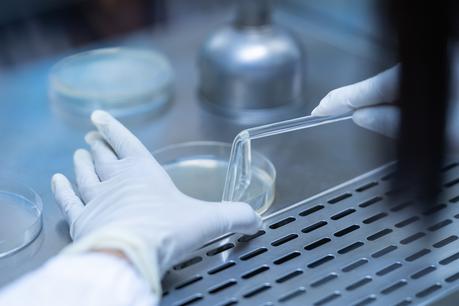 C’est une grande innovation à venir, celle d'implants à base de cellules souches qui sécrètent ici avec succès- de l'insuline chez les patients atteints de diabète de type 1 (Visuel Adobe Stock 279923619). C’est une grande innovation à venir, celle d'implants à base de cellules souches qui sécrètent ici avec succès- de l'insuline chez les patients atteints de diabète de type 1 (Visuel Adobe Stock 279923619).