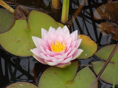 Choix de la permaculture : quels étaient nos buts en 2005 et les solutions choisies ? Choix de la permaculture : quels étaient nos buts en 2005 et les solutions choisies ?