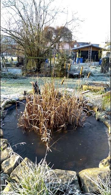 Les bienfaits du gel au jardin (vidéo)