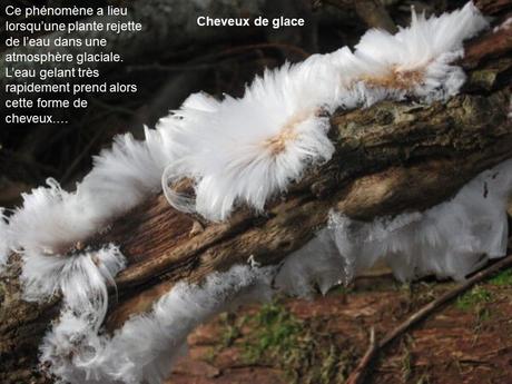 Divers - Etrange nature - 4