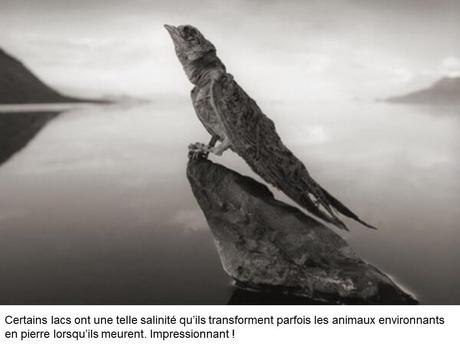 Divers - Etrange nature - 4