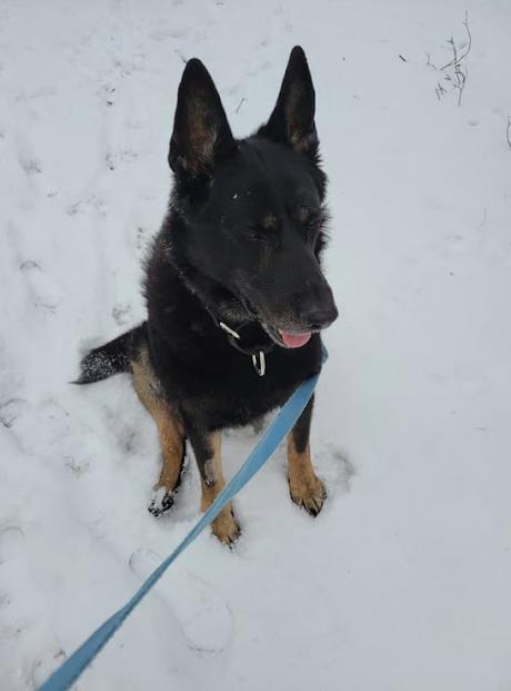 Soupe au Philly cheese-steak végétal Soupe au Philly cheese-steak végétal