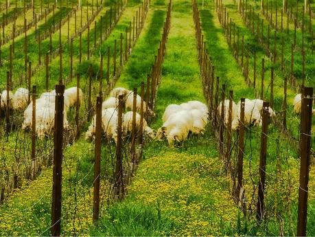 Pressac vignes Pressac vignes