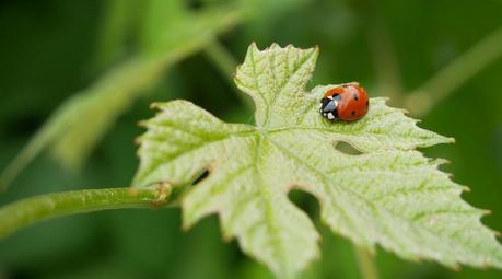 ladybug-gf9289d72f_1920_900x500_crop_center ladybug-gf9289d72f_1920_900x500_crop_center