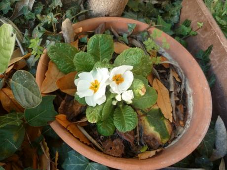 jardin,fleurs,jardinage,pots,arbustes,jasmin,primevères