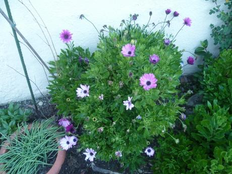 jardin,fleurs,jardinage,pots,arbustes,jasmin,primevères