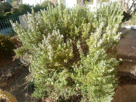 jardin,fleurs,jardinage,pots,arbustes,jasmin,primevères