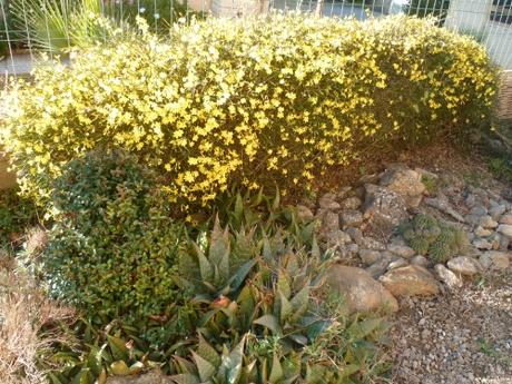 jardin,fleurs,jardinage,pots,arbustes,jasmin,primevères