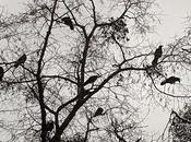 corneilles, poème d'Émile Verhaeren