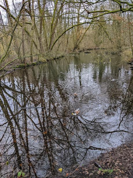 Hiddenhausen —  30 Bilder  Gut Bustedt und Naturschutzgebiet Bustedter Wiesen