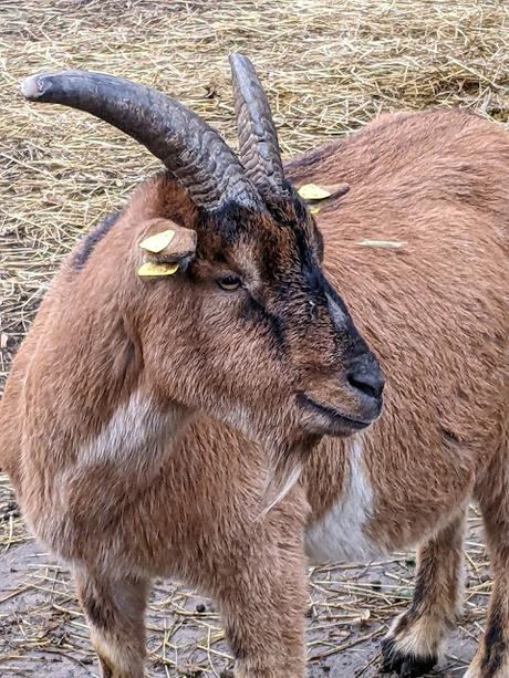 Hiddenhausen —  30 Bilder  Gut Bustedt und Naturschutzgebiet Bustedter Wiesen