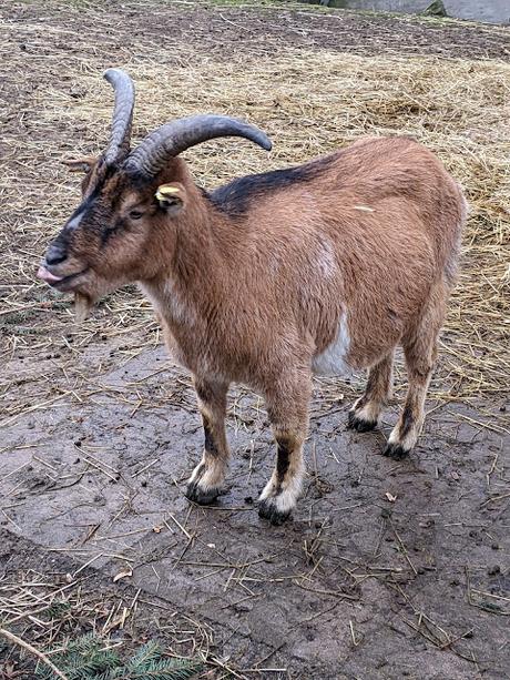Hiddenhausen —  30 Bilder  Gut Bustedt und Naturschutzgebiet Bustedter Wiesen