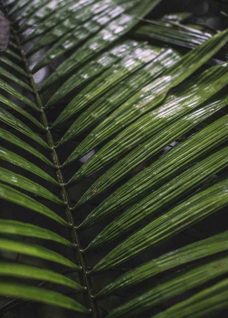 Rencontres photographiques de Guyane Rencontres photographiques de Guyane