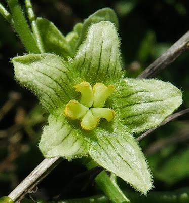 Bryone (Bryonia cretica subsp. dioica)
