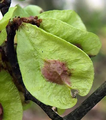 Orme champêtre (Ulmus minor)