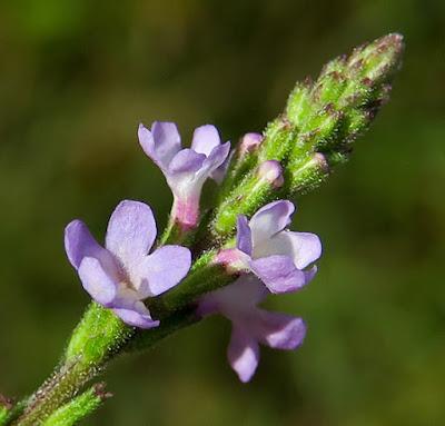 Verveine officinale (Verbena officinalis)