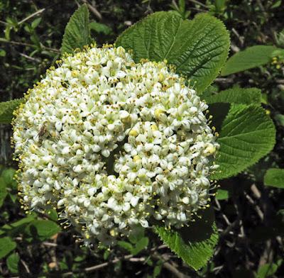 Viorne lantane (Viburnum lantana)