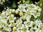 Viorne lantane (Viburnum lantana)