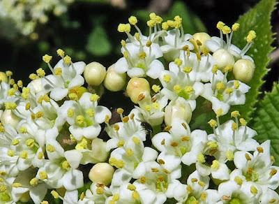 Viorne lantane (Viburnum lantana)