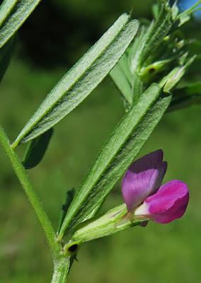 Vesce cultivée (Vicia sativa)