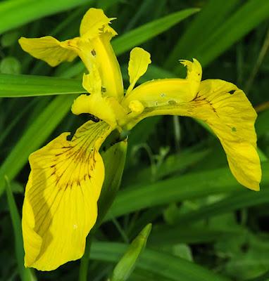 Iris faux acore (Iris pseudacorus) Iris faux acore (Iris pseudacorus)