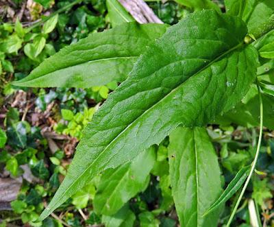 Julienne des dames (Hesperis matronalis) Julienne des dames (Hesperis matronalis)