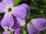 Julienne dames (Hesperis matronalis)
