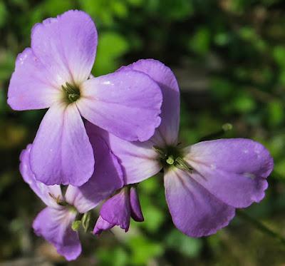 Julienne des dames (Hesperis matronalis) Julienne des dames (Hesperis matronalis)