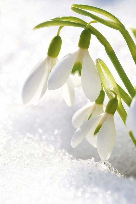 fleurs d'hiver bouton blanc tige verte deco jardin extérieur