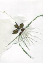 Vherbier  facebook de fidel anthelme X