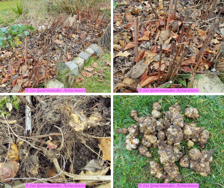 Risotto aux héliantis (ou topinambours) confits (Vegan)