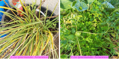 Carpaccio de champignons (Vegan) Carpaccio de champignons (Vegan)