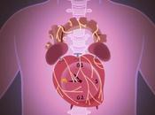 CRISE CARDIAQUE Remonter stade postnatal muscle cardiaque